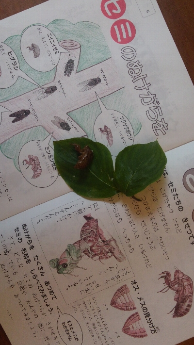 3 セミの抜けがらと夏休みの宿題-1