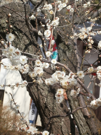 P2270024-1 不老園の梅